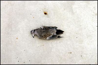 dode duif (29k image)