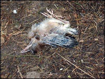 dood vogeltje (54k image)