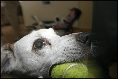 Hond met bal (38k image)