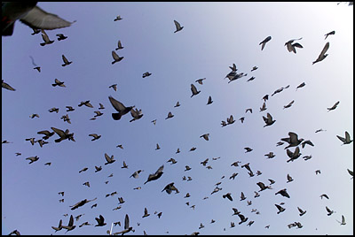 vliegende duiven (36k image)