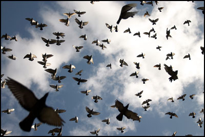 zwerm duiven (50k image)